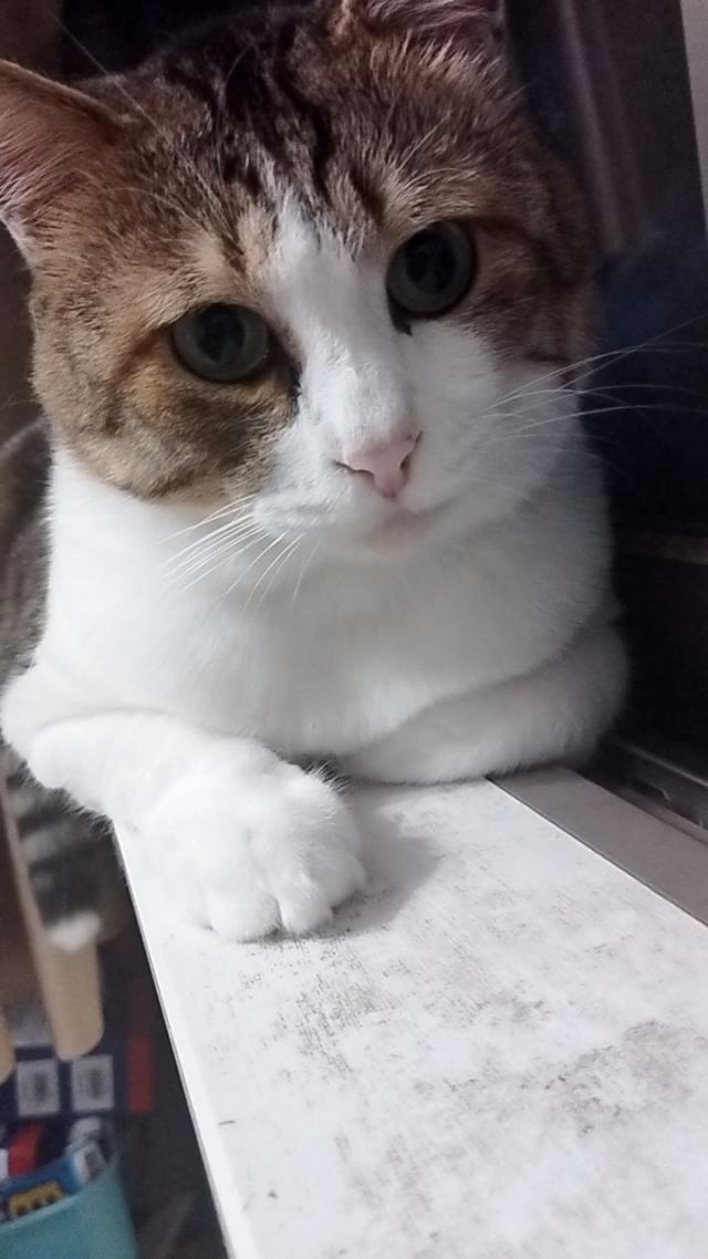 メイ