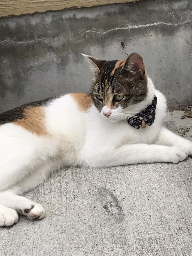 クルミ