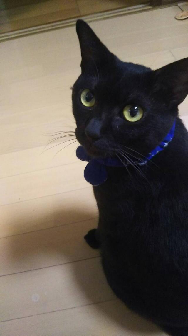 にゃんこ