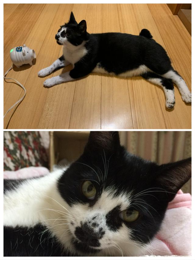 ハチ