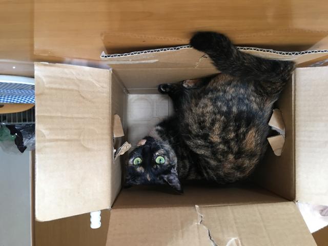 もん