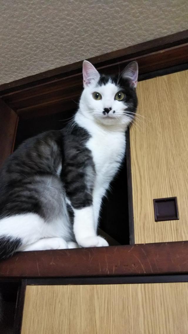 テツ