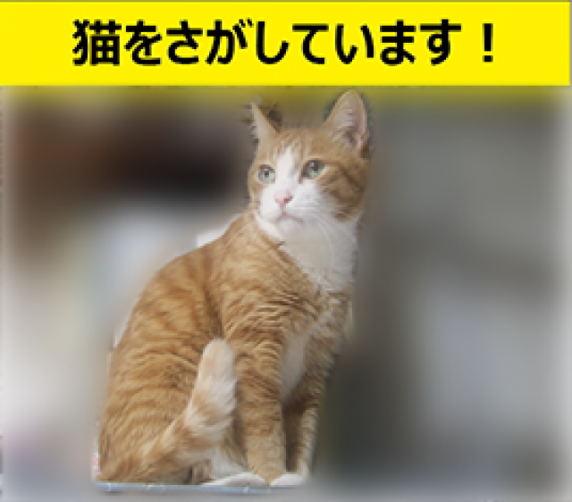 わんわー