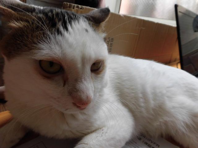 ジーロ
