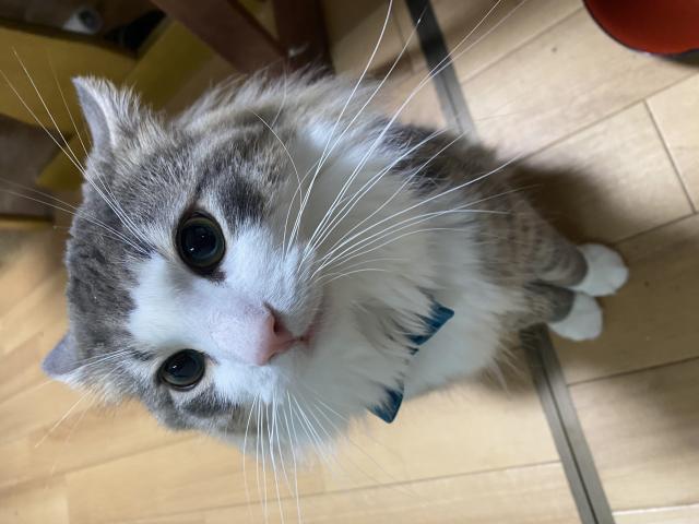 ウニ