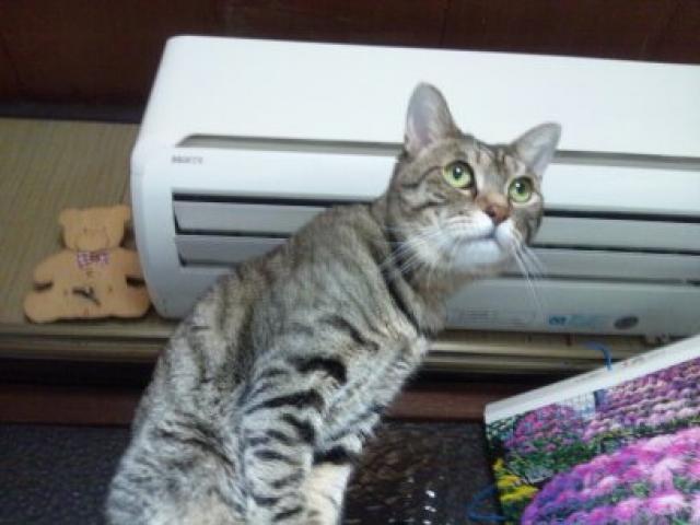 ちー