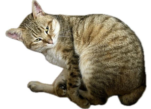 だんご