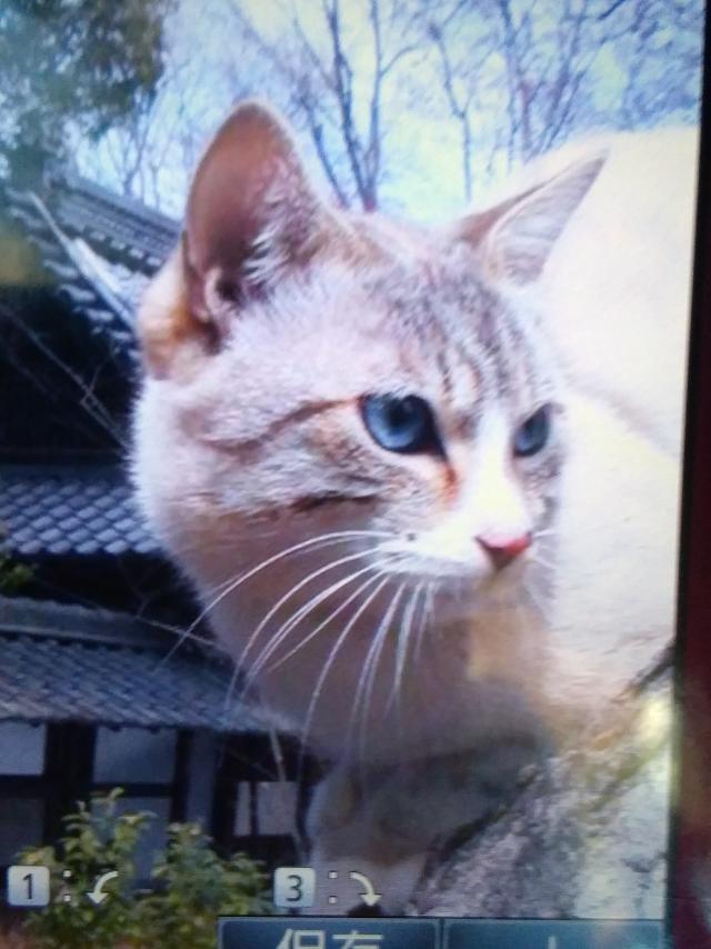 シロ
