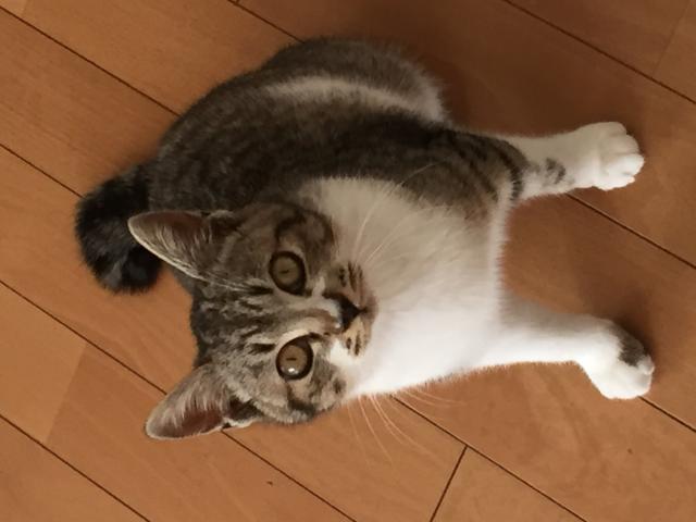 ミャー