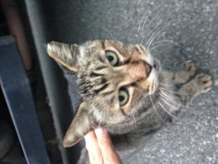 多摩川ヒャンヒャン