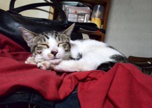 ミニ