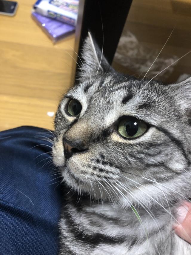 レウス