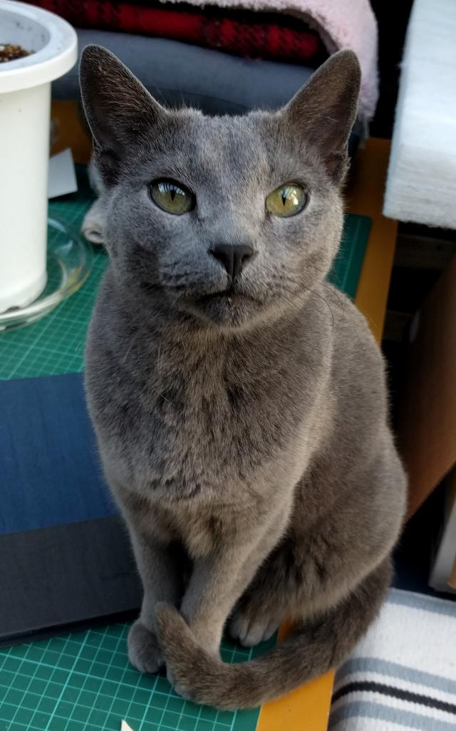 シャオメイ