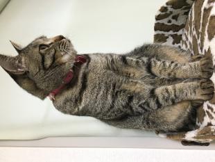 クマ