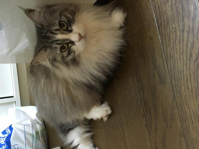 グレ