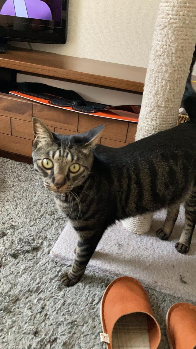 すさのお