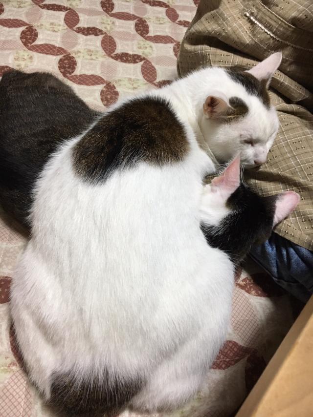 シロ
