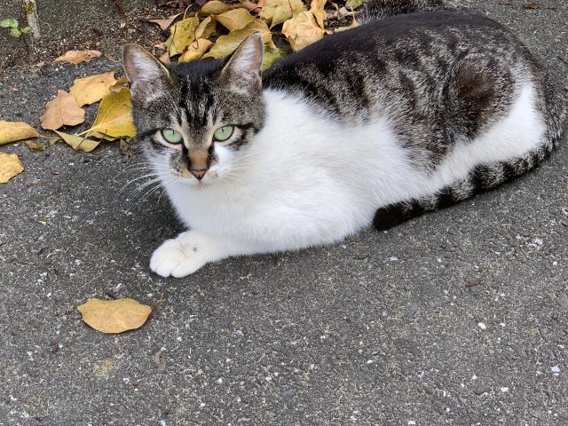 モモ