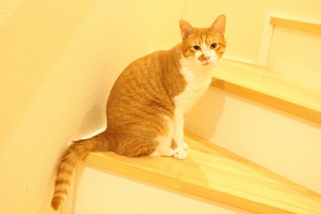 おかか