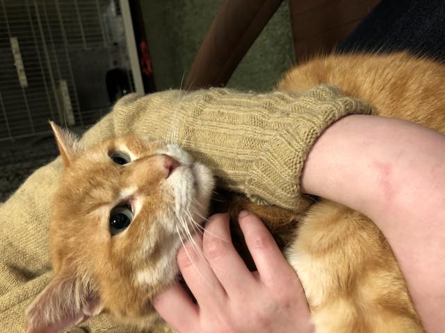 チャチャ