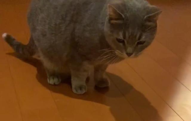 プク