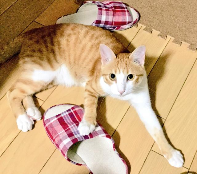 ココ