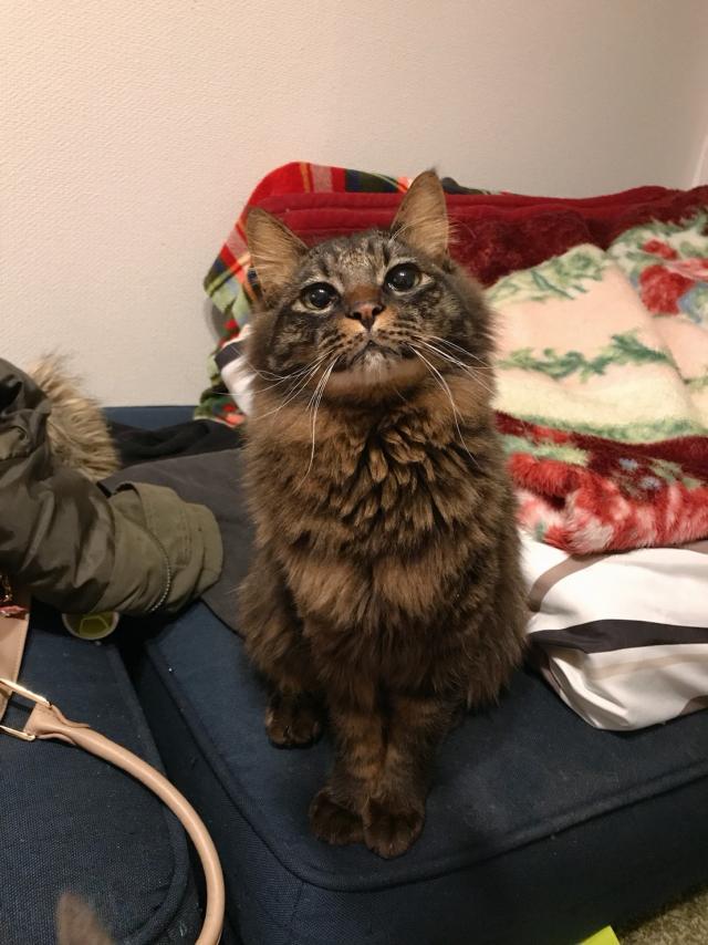 ロア