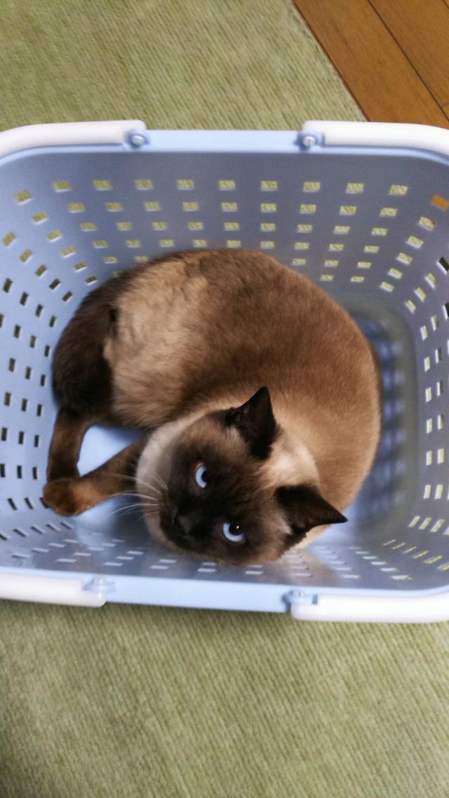 うめ