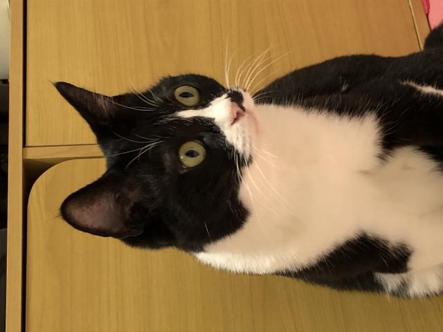 ハナちゃん