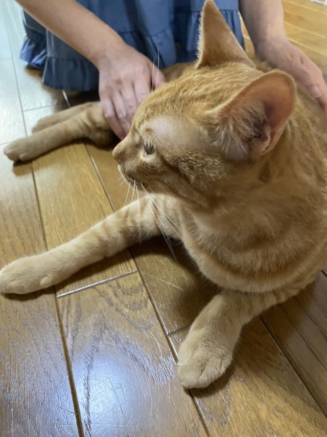ココ