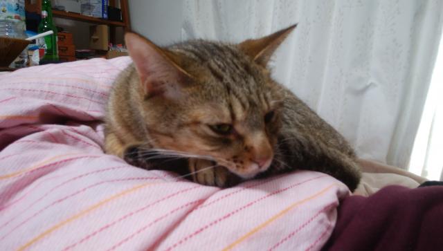モカ