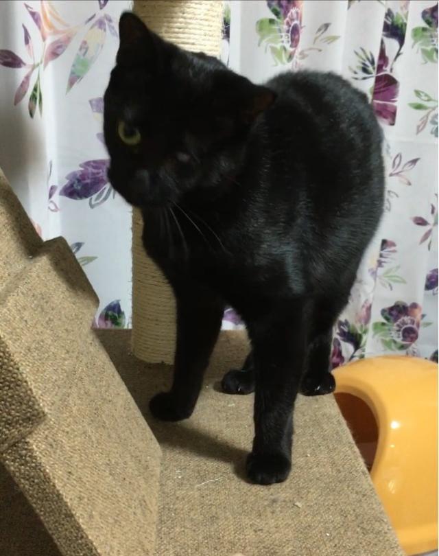 シマ