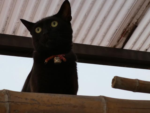 みー