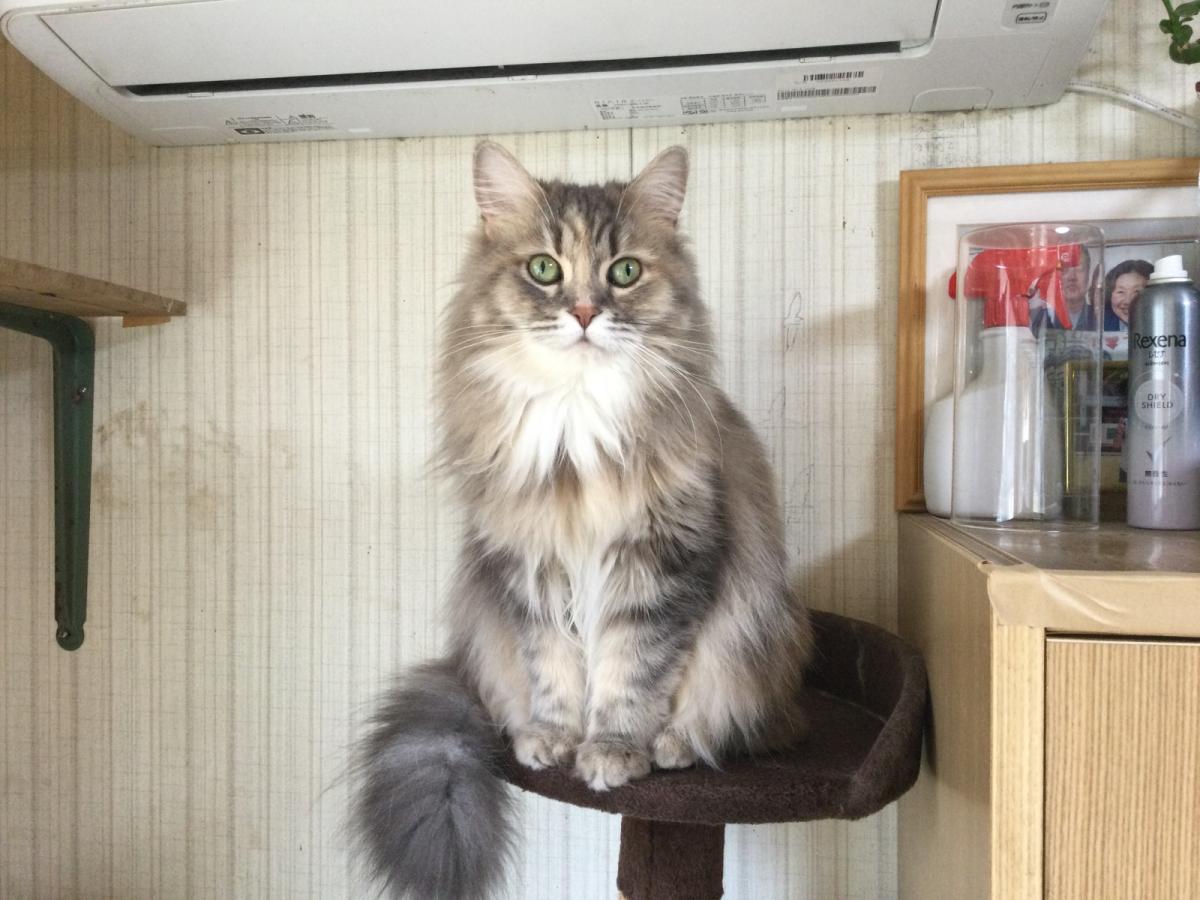 アキ