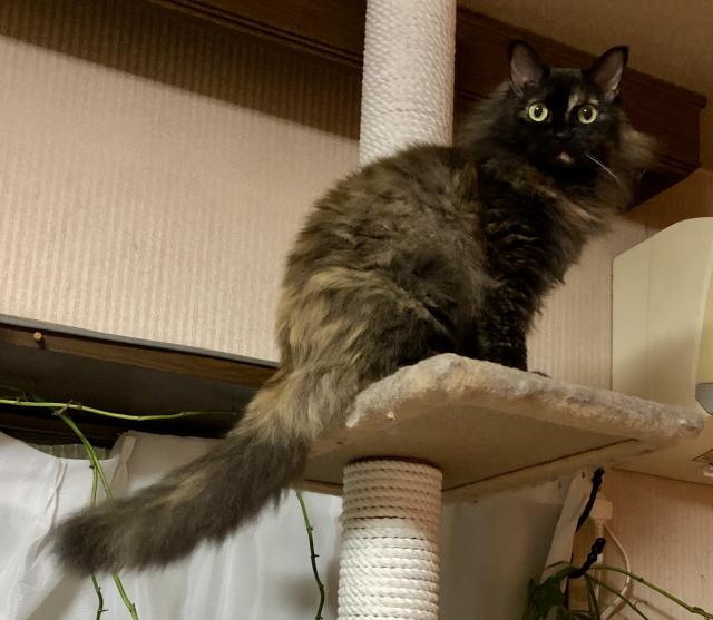 サラ