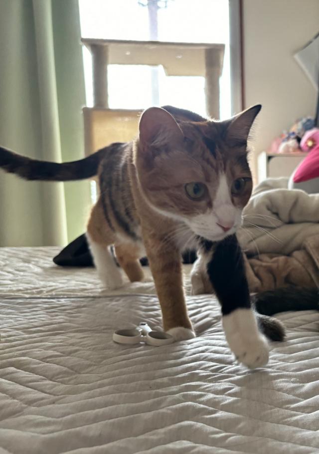 グミ