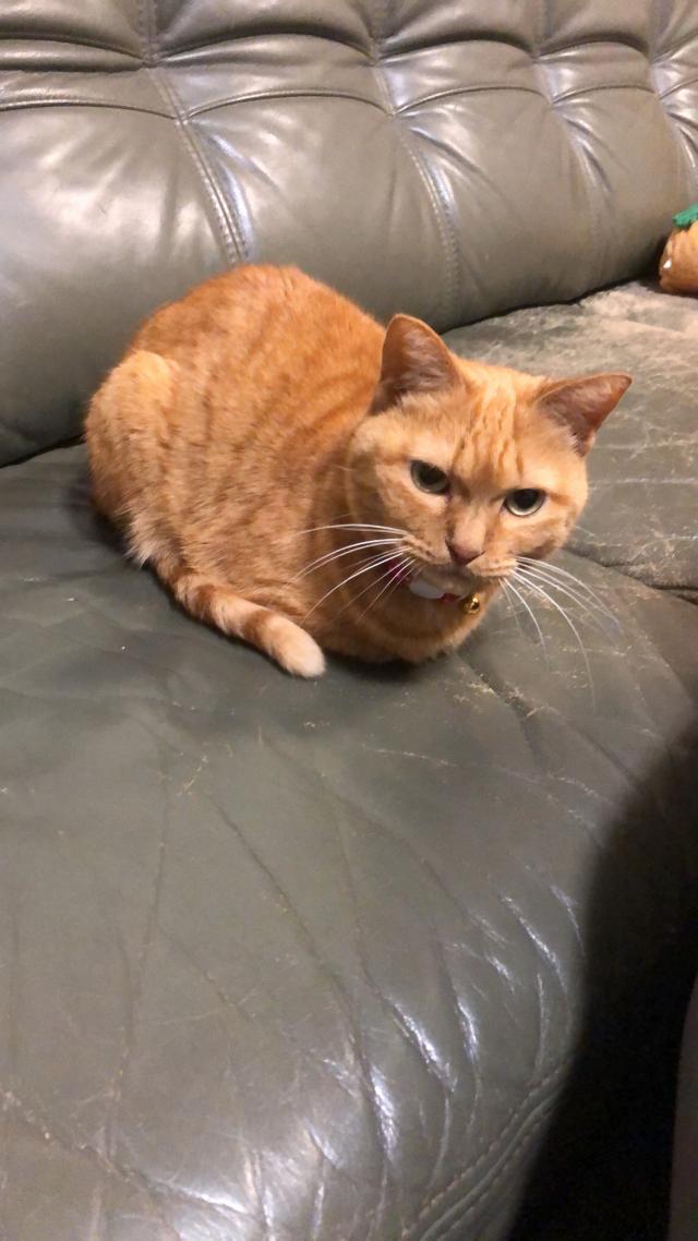 トト
