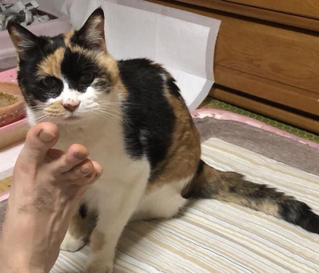 ミー