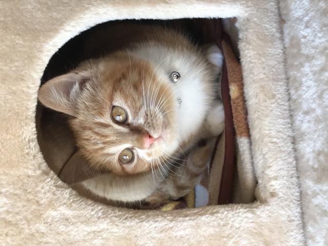 クリ