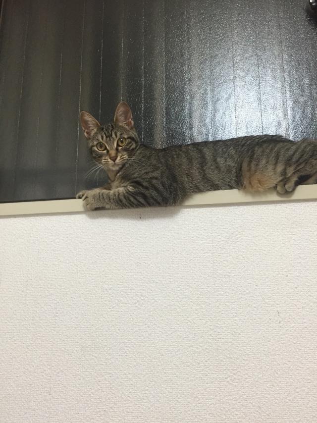 ちぃ助