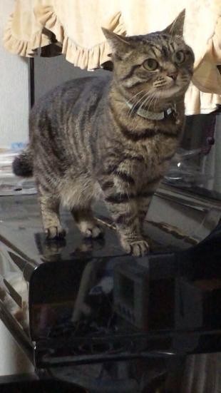 まろん