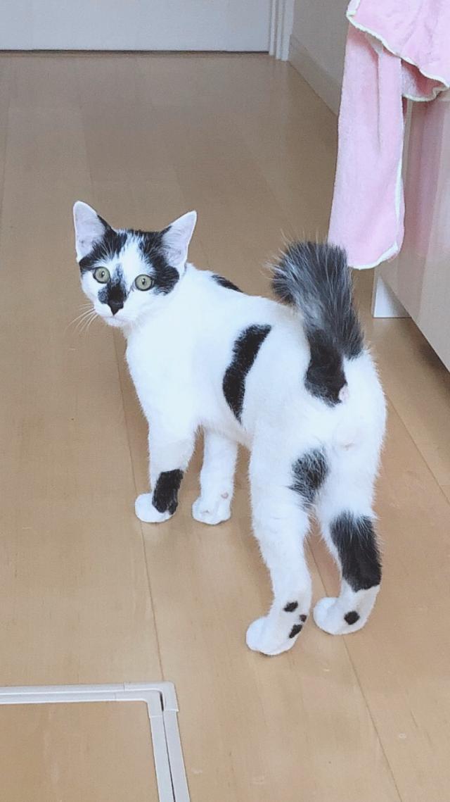 ミケ