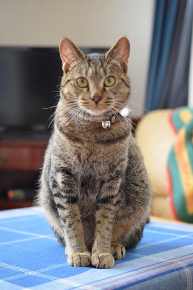 ジェリー