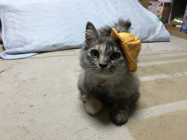メイサ