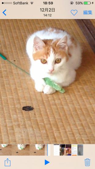 みかん