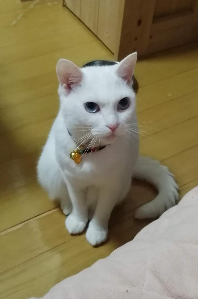 めぇ