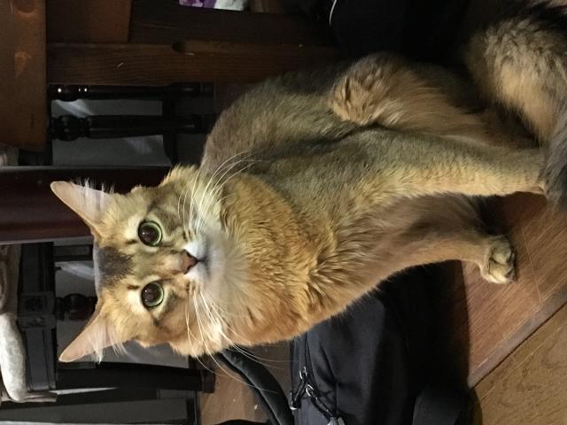 バロン