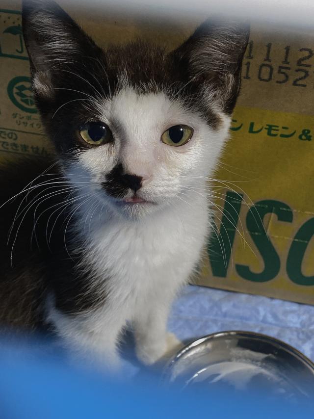 あずき