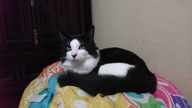 ショコラ