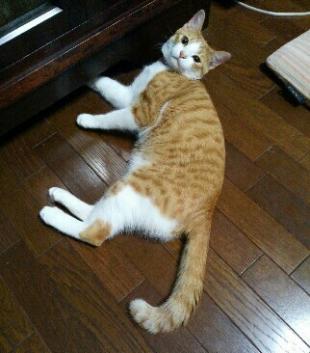 茶々丸(ちゃちゃまる)